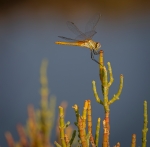 Sympetrum