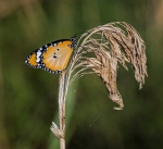 Papallona tigre