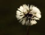 Diente de león