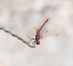 Trithemis