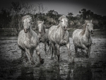 A Galop