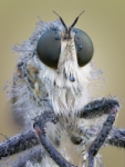 Mosca asesina