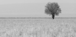 Arbre dona