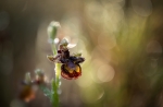 Orquídia abellera
