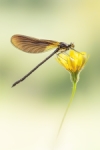 Silencio dorado.