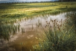 l'Estany i la Tanca