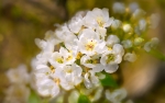 Flors  de Pere