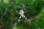 Argiope