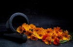 calendula