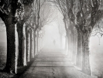 camins