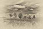 campos de trigo