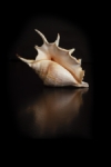 Caracola