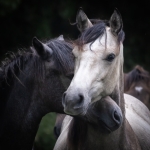 cavalls