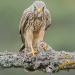 La última mirada