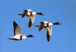 " Patos en vuelo