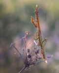 EMPUSA