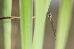 espiadimoni