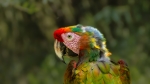 GUACAMAYO
