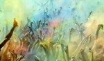 Holi festival