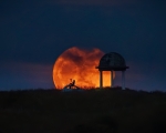 Luna de flores