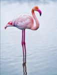 La vie en rose
