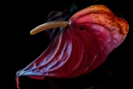MASCARA DE FLOR