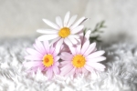 Marguerites