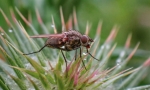 Mosca en cardo