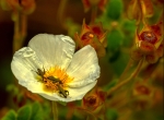 Oedemera