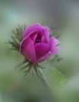 ANEMONA ROSA