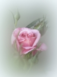 rosa de pitimini