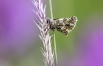 papallona