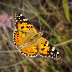 Papallona volan