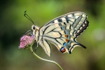 Papilio Machaon