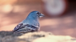 Pinzón azul de Tenerife (Fringilla teydea)