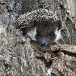 Porcupine