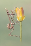Posado