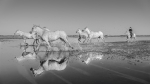 REFLEXES