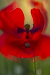 abraç