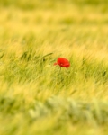 Ruella solitària