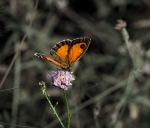 papallona