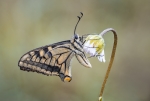 natura