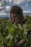 Viñas blanc